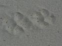 Wolf tracks, Skiakl Bay